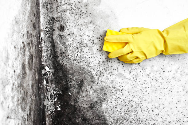 Biohazard Mold Removal in Tioga, TX